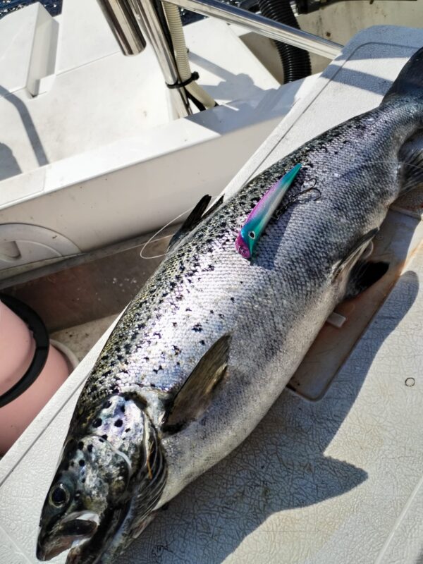 KS-Lures Teaser Minnow - Image 4