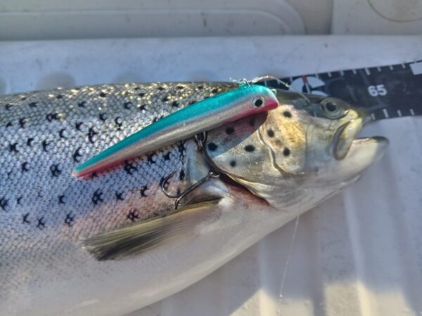 KS-Lures Teaser Dream - Image 2