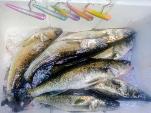 KS-Lures Teaser Magenta - Image 4