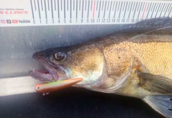 KS-Lures Teaser Mandarin - Image 4